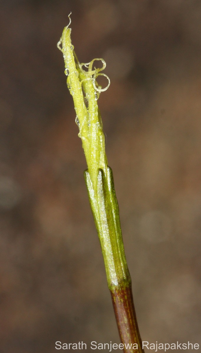 Blyxa aubertii Rich.